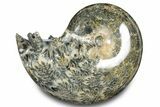 Polished Ammonite (Phylloceras) Fossil - Madagascar #283516-1
